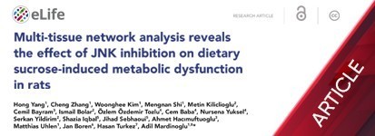 Multi-tissue network analysis reveals the effect of JNK inhibition on dietary sucrose induced metabolic dysfunction in rats